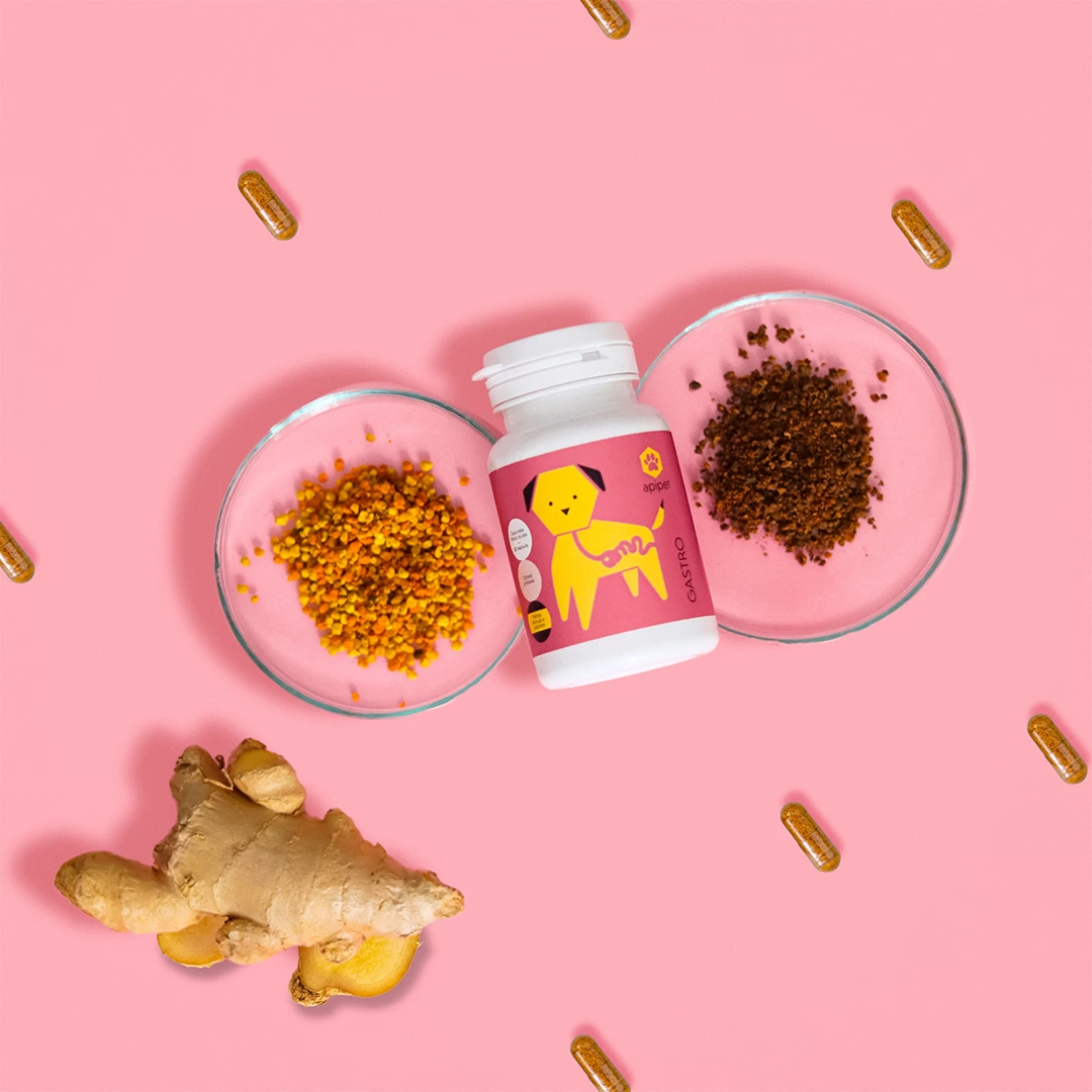 Apipet gastro